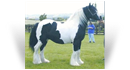Harkaway Tansy -aka- The Good Mare Spot