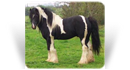 Sids Good Stallion
