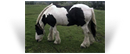 The Coal Horse