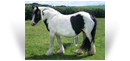 The Horseshoe Mare/FIlly
