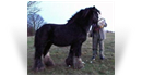 The Lob Eared Horse