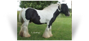 The Old Horse of Wales
