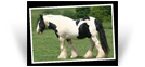 ~ Billy Boy aka Christies Horse ~ Canada - Deceased