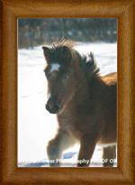 Northern Lights  Bourbon Street ~ Cajun ~ 2010 ~ Thistledown Shantaigh x Hermits Ghost Dancing ~ SOLD
