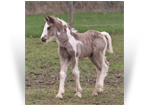 ~Northern Lights Chandy Prince~ '20 Smoky Silver Dapple Tobiano colt by Charlie - VA