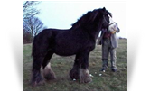 The Lob Eared Horse