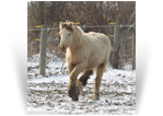 ~Northern Lights Lourdes Remi~ '19 Smoky Black Pearl filly by Charlie - WI
