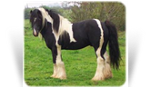 Sid's Good Stallion