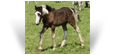 Caenail des Pres Secs ~ Black Pearl Tobiano - France