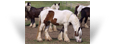 Cheile des Pres Secs ~ 14 mth Bay Pearl filly - France