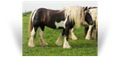 ~ Sweet Cocoa Mare ~ Owned by Northern Lights Ranch - USA