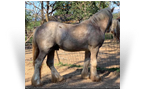 ~Northern Lights Kiss My Spots~'17 Silver Dapple Sabino Appaloosa Colt by Masque - OR