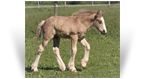 ~Northern Lights DanteZ Dynamite~'20 Silver Pearl Colt by Gondi - OH