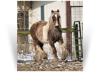 ~Northern Lights Juno Riva Sans~ '18 Silver Pearl Tobiano colt by Charlie - For Sale