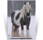 ~Northern Lights Mundi Argentum~'15 Silver Dapple Tobiano Gelding by Cosmo - Unknown