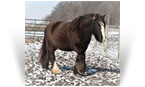 ~Northern Lights Cos A Sensation~'14 Smoky Black Mare by Cosmo - Northern LIghts Ranch