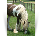 ~Tucker~'09 Smoky Silver Dapple Tobiano Gelding by Golden Chancelot - WI