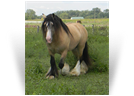 ~The Cosmic Force ~ Owned by Northern Lights Ranch - USA