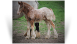 ~ Royal Flush ~ Silver Bay Appaloosa - out of Hermits Ghost Dancing - Retained by Northern Lights Ranch