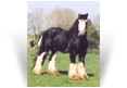 Bob The Blagdon