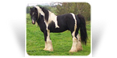 Sids Good Stallion