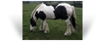 The Coal Horse