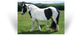 The Horseshoe Mare/FIlly