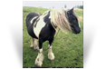 The Irish Mare/Filly