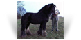 The Lob Eared Horse