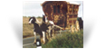 The Old Paddy Horse
