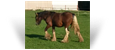 Derwyn des Pres Secs ~ 18 mth old Bay Pearl Colt - France