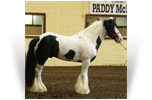 The Sham Horse