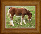 Northern Lights Roll The Dice ~ Dicey ~ 2014 ~ The Cosmic Force x Lady Gabrielle ~ RIP beautiful girl
