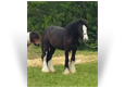 Ealing des Pres Secs ~ Smoky Black Colt - France