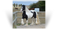 Eban des Pres Secs ~ 2yo Black Pearl Tobiano Colt - Owned by Les Pres Secs - France