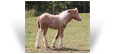 Elowan des Pres Secs ~ Smoky Black Pearl filly - 1.5mths - France