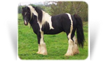 Sids Good Stallion