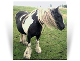 The Irish Mare/Filly