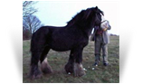 The Lob Eared Horse