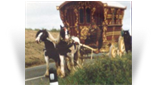 The Old Paddy Horse