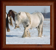 Brackenhill Imperial Blue