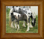 Lady Evangeline ~ Evie ~ 2013 ~ RWF The Duke of Running Winds x Lady Gabrielle ~ SOLD - Sadly Deceased 