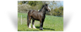 Ewyn des Pres Secs ~ 2yo Smoky Black Colt - Owned by Emilie Schildknecht - France