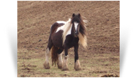Broomhouse Tilly