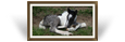 Kinders Pistol In Pearl ~ 12hours old - Black Pearl Tobiano Colt - Bred by Kinders Jackpot Gypsy, WI, USA