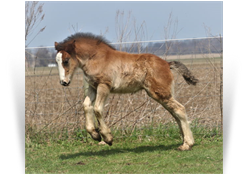~Annabel~ '20 Bay Filly by The Heartbreaker Romeo - VA