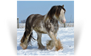 ~ Northern Lights Midnight Masquerade ~ Owned by Northern Lights Ranch