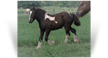 ~ Take Me Away ~ Smoky Black Tobiano - out of SD Amelia Pond - Sold - Ohio