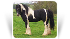 Sid's Good Stallion