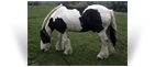 The Coal Horse